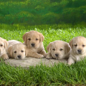 Chihuahua Puppies Wallpaper Desktop