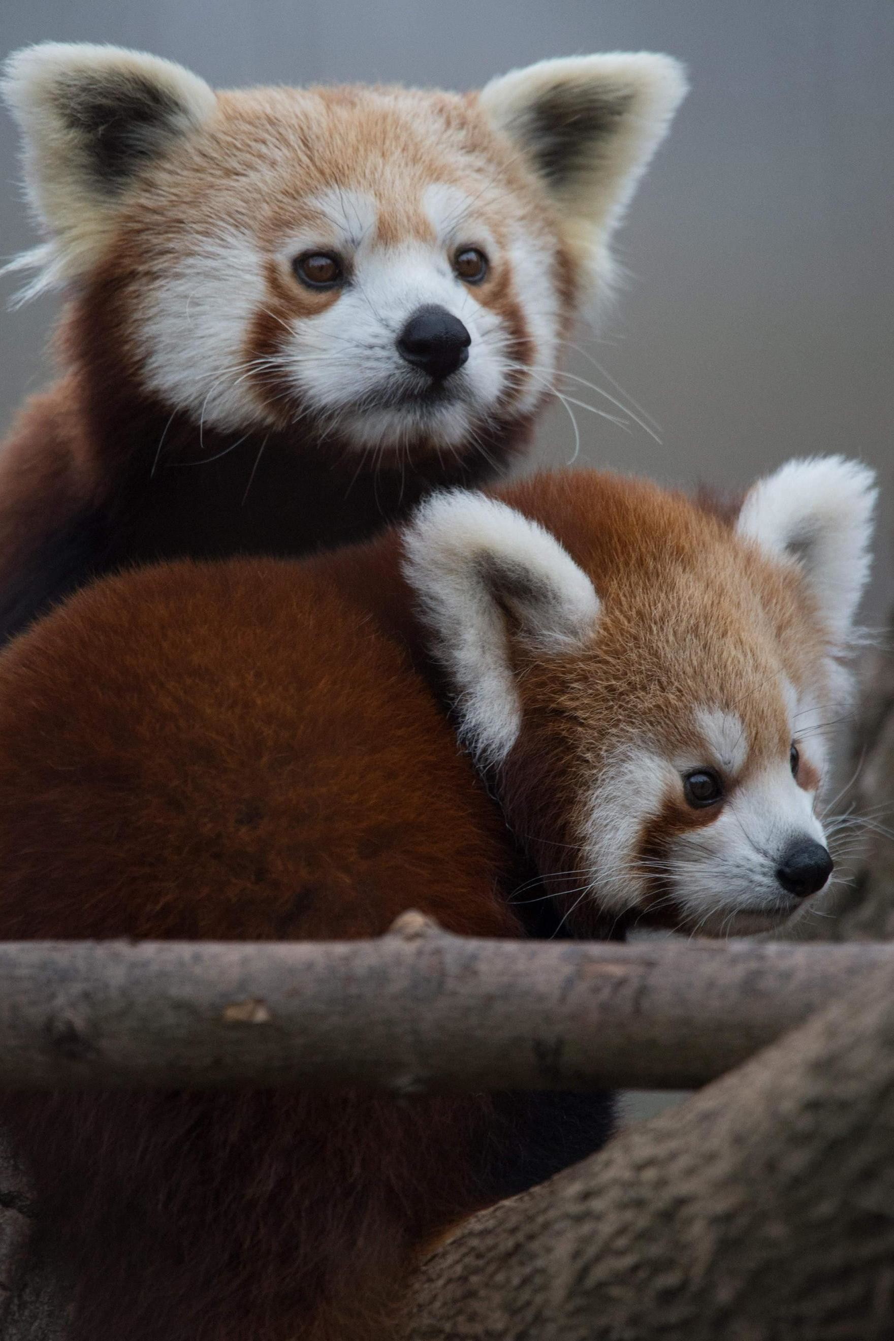 red panda cute animals iphone7 retina