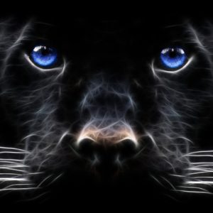 Black Leopard