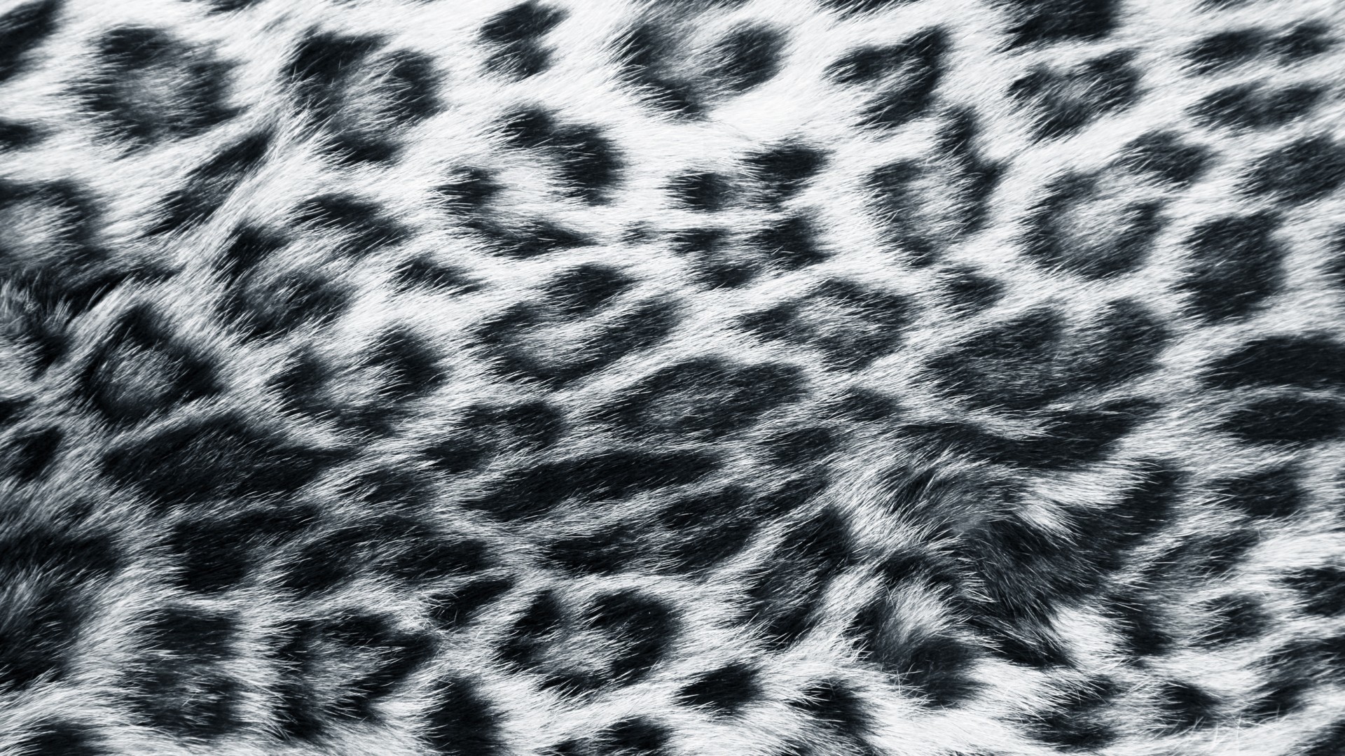 Explore Leopard Print Wallpaper and more