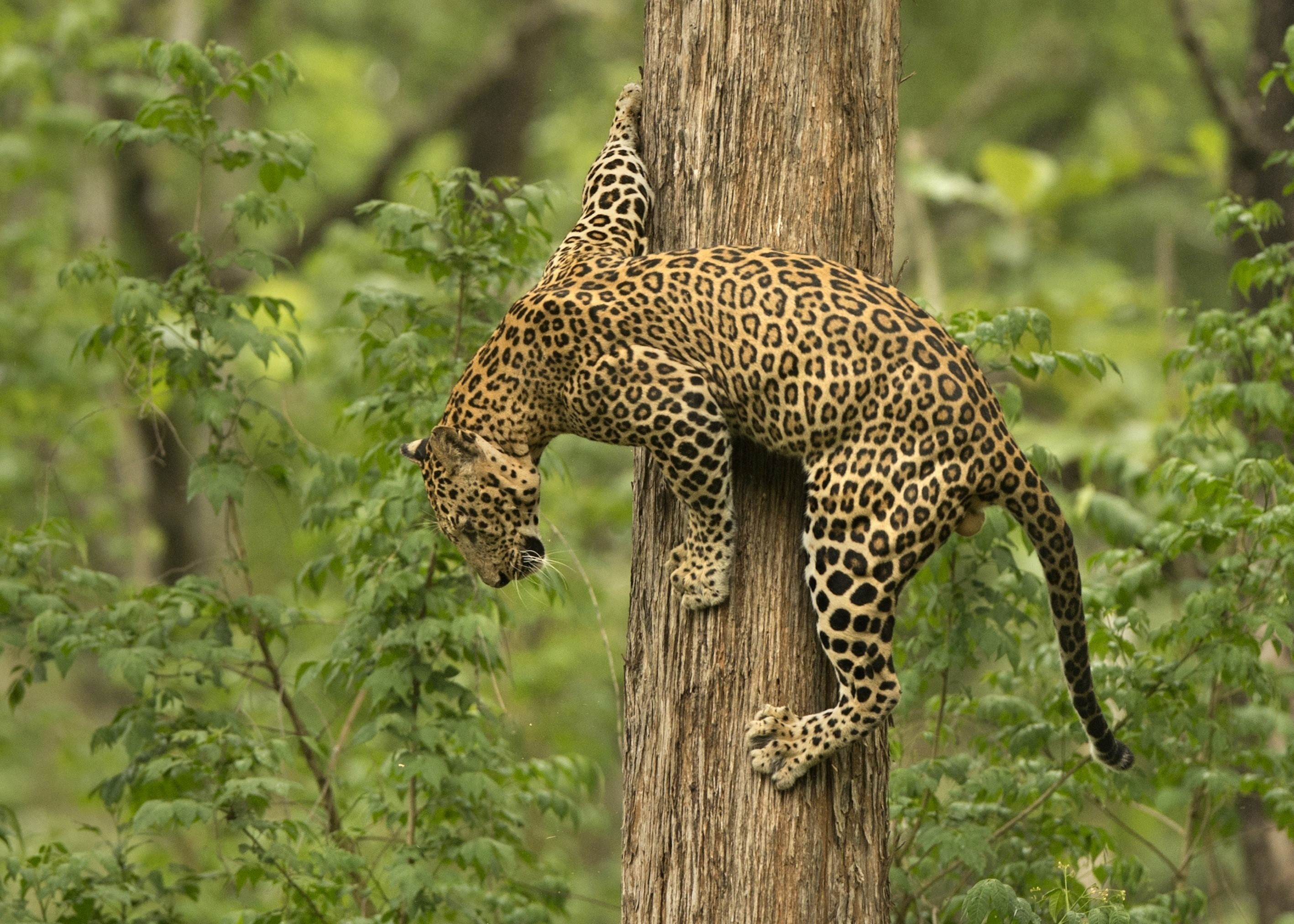 Leopard On Tree Wallpaper