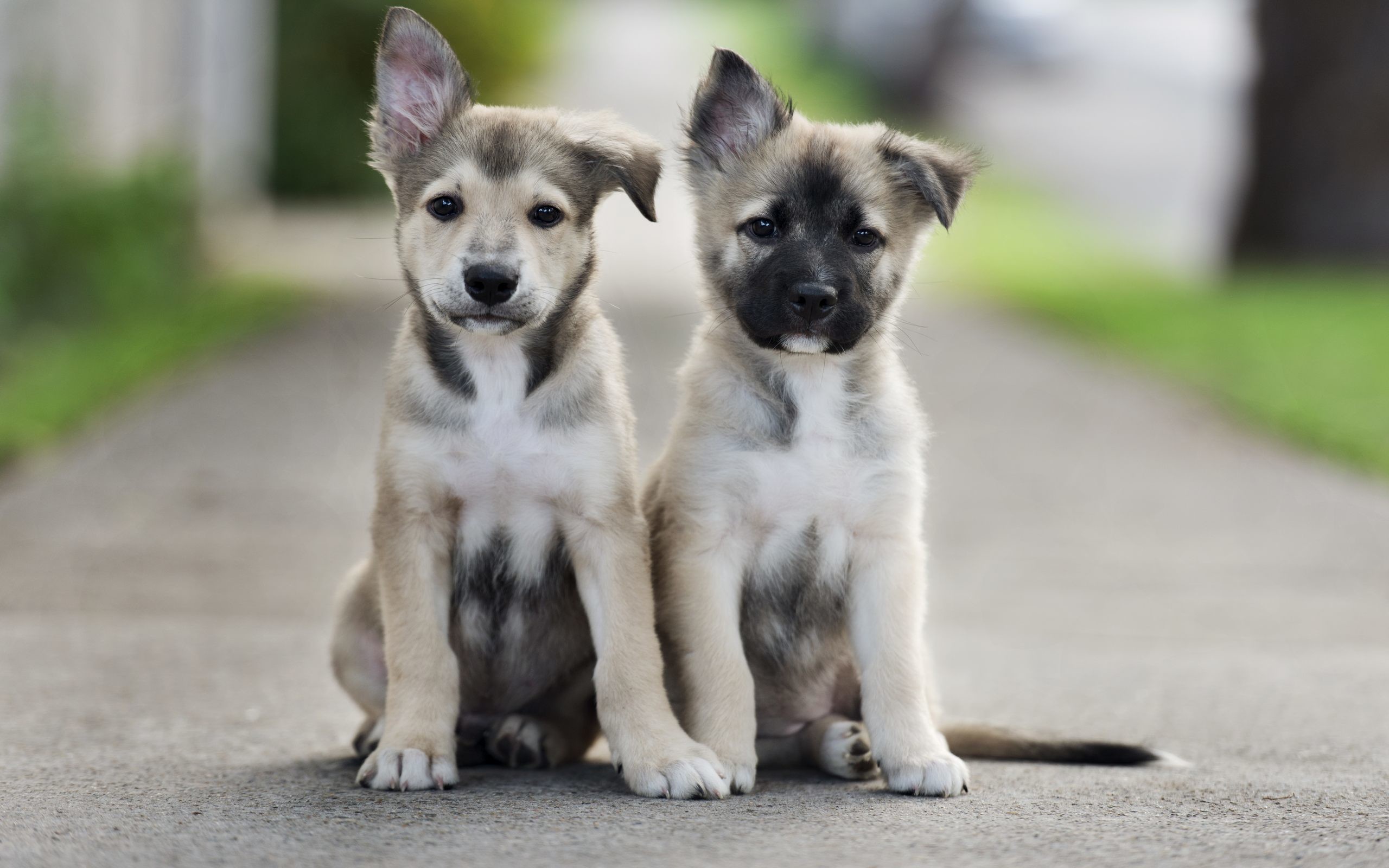 Cute Puppies Wallpaper HD Download For Desktop and Mobile