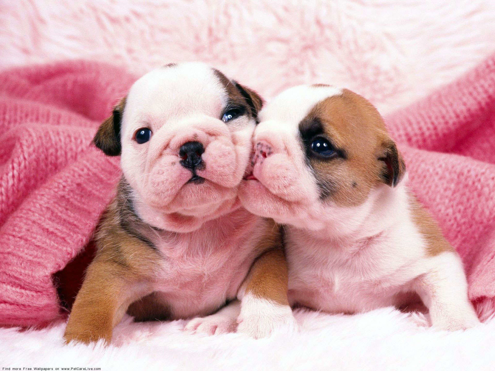 HD desktop wallpaper: Dogs, Dog, Animal, Puppy, Bulldog, French Bulldog, English  Bulldog download free picture #494149