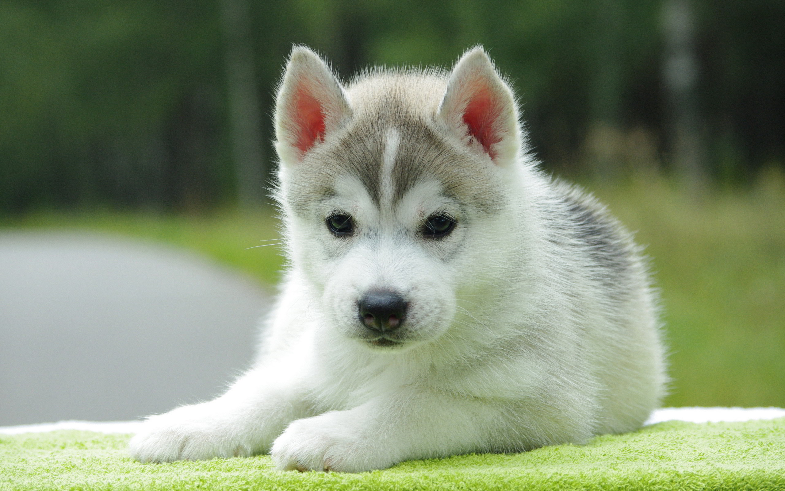 Cute Dogs And Puppies Husky