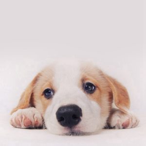 Wallpapers of Cute Puppies