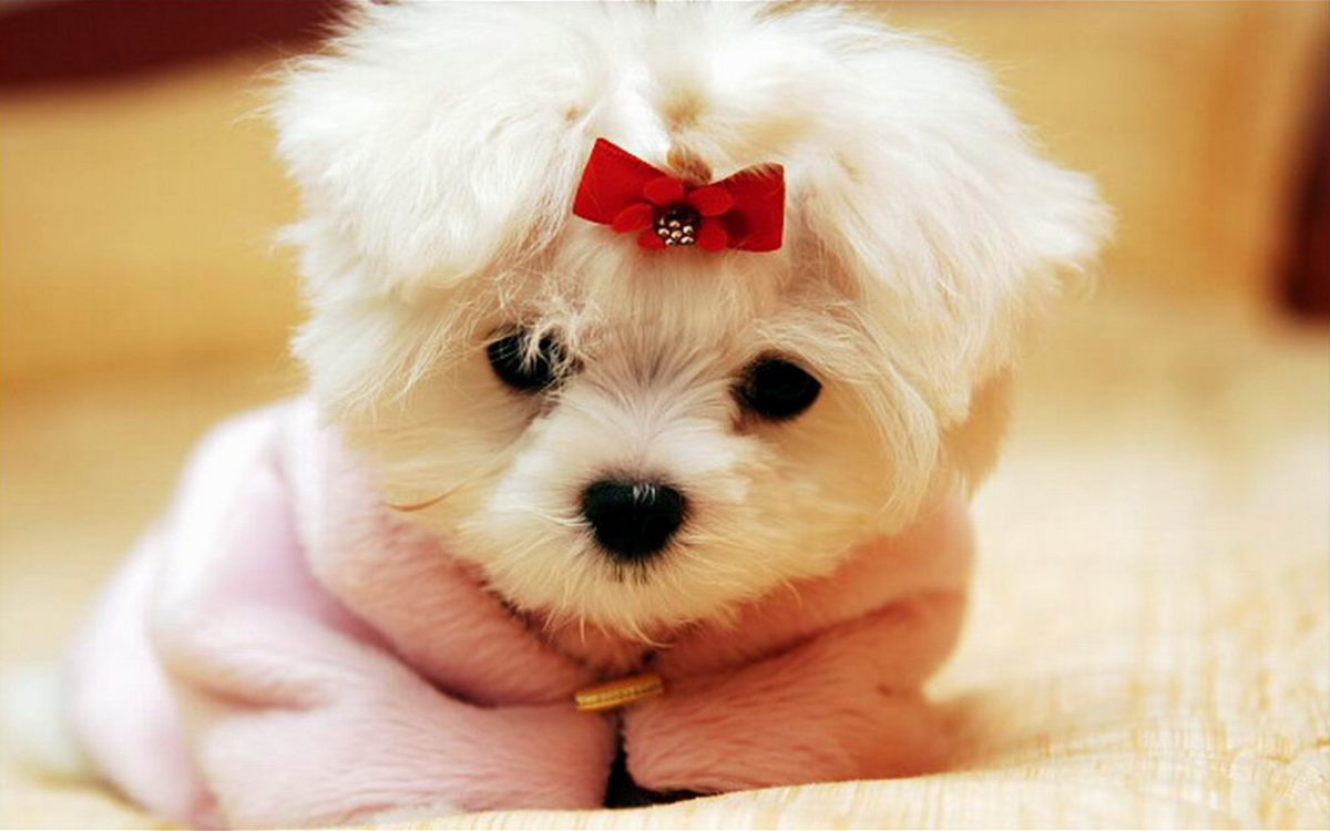 55+ Wallpapers of Cute Puppies