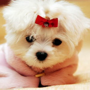 Wallpapers of Cute Puppies