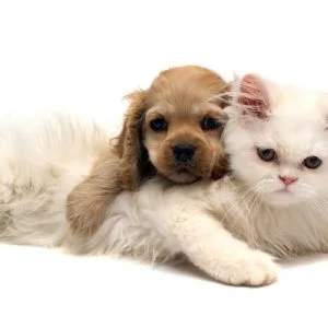 Wallpapers of Cute Puppies