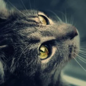 HD Cat Wallpapers 1920×1080