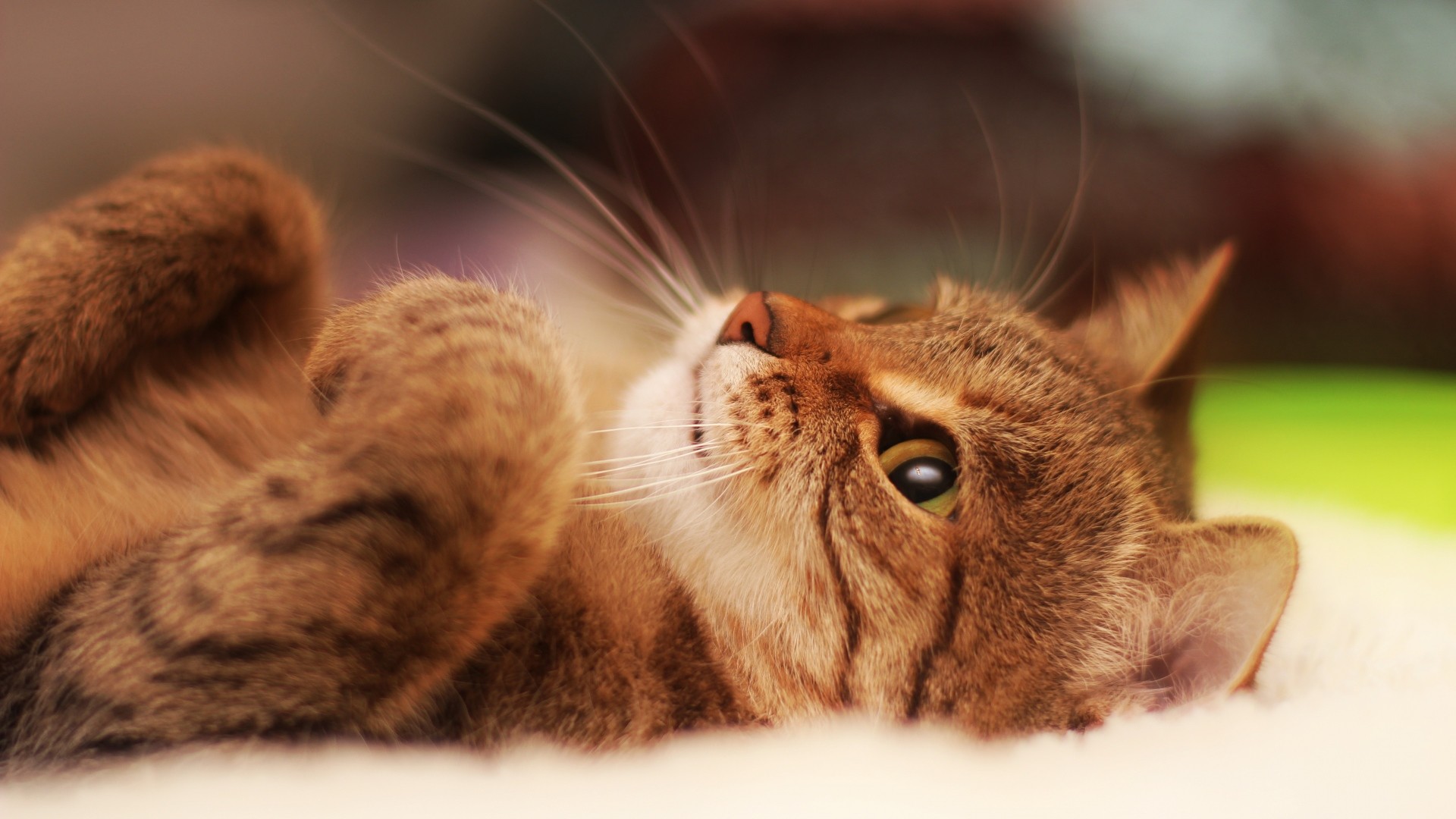 Wallpaper cat, lying, cool cat, beautiful cat