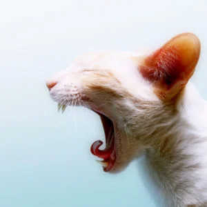 HD Cat Wallpapers 1920×1080