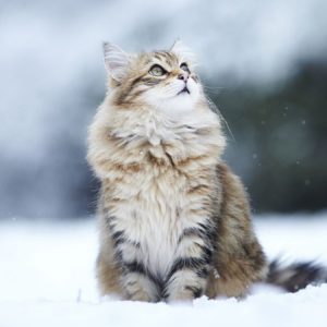 HD Cat Wallpapers 1920×1080