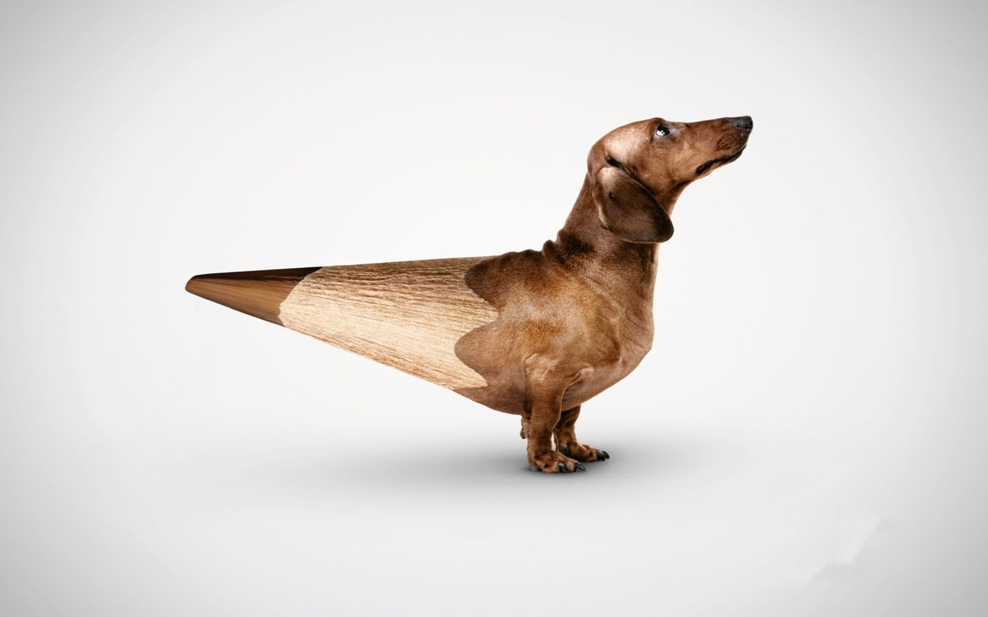 Download Dachshund wallpapers for mobile phone free Dachshund HD  pictures