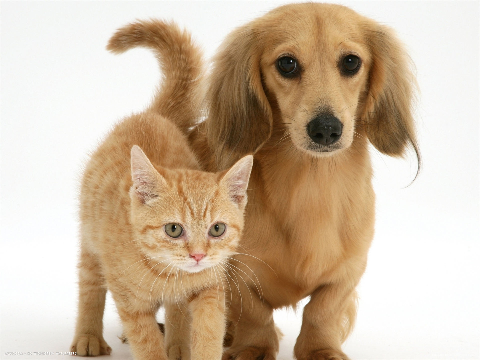 Cream kitten with cream dapple dachshund puppy desktop wallpaper