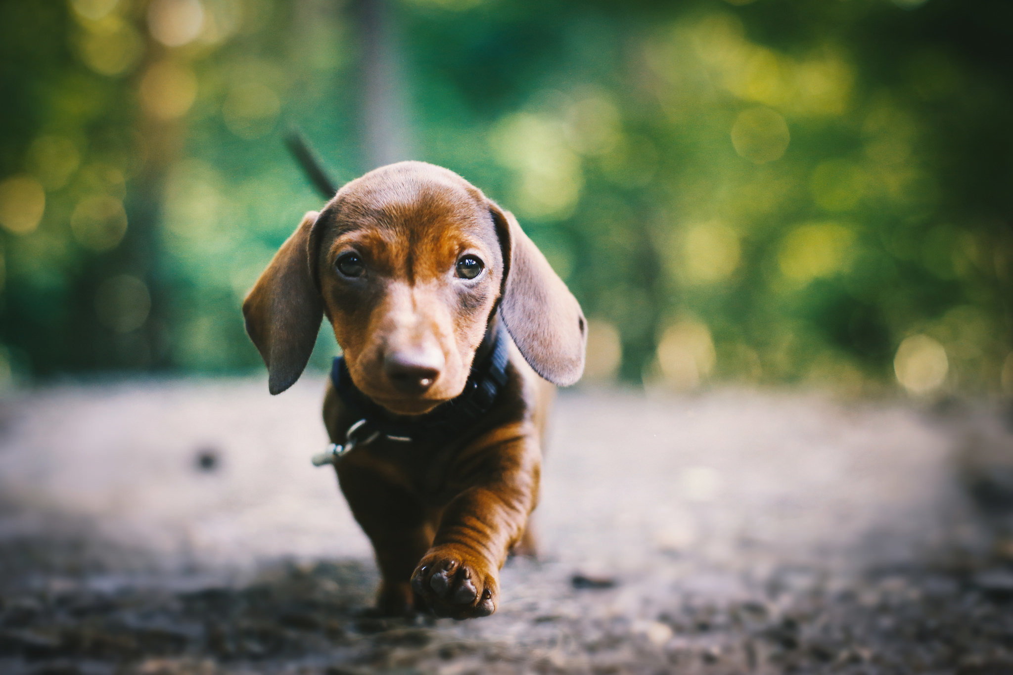 PreviousNext. Previous Image Next Image. dachshund wallpaper 1280×1024 wallpapers dachshund 1280×1024