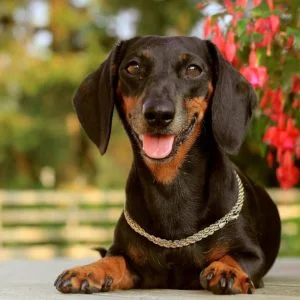 Dachshund Wallpaper for Computer