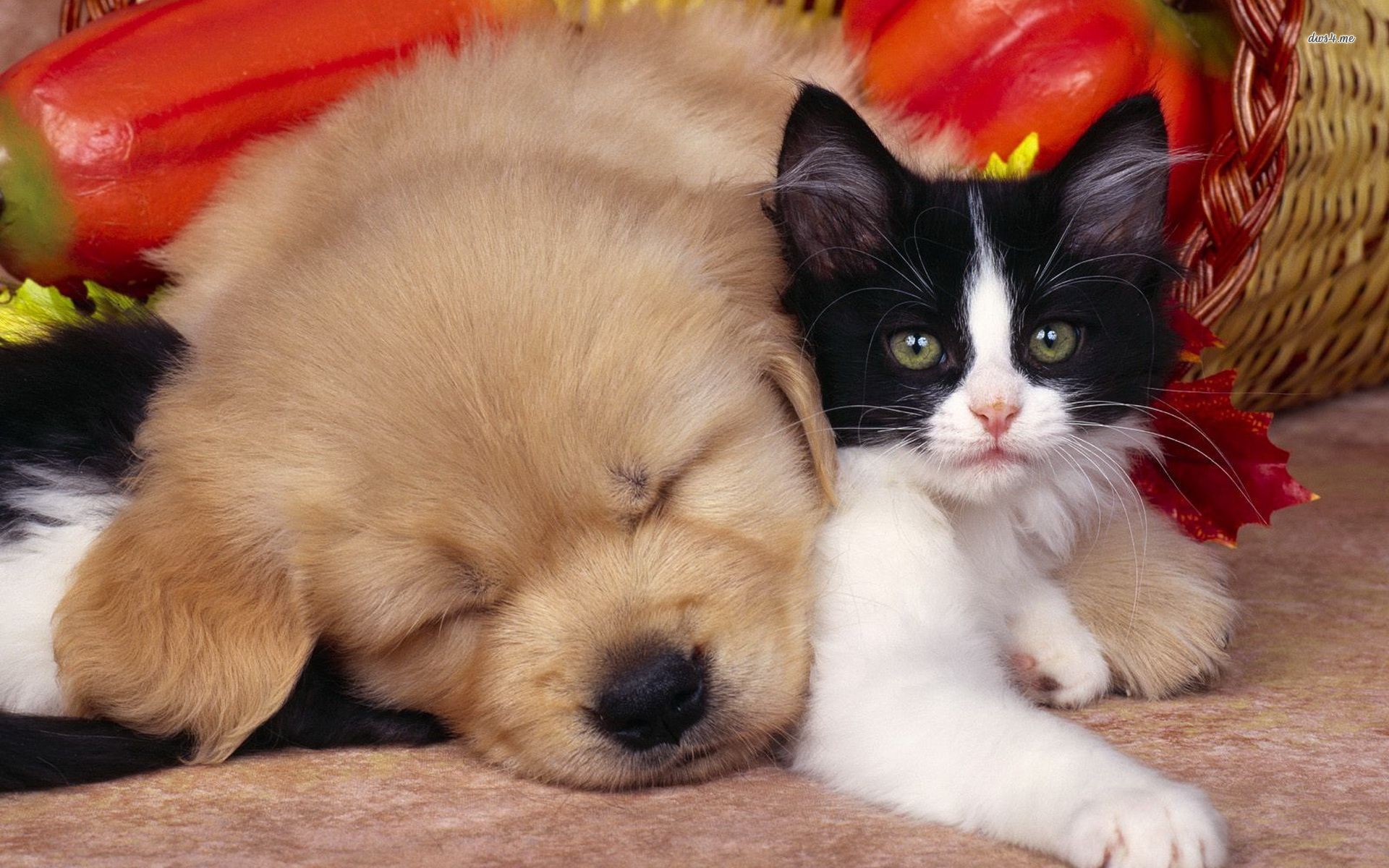 Cute Dog And Cat Hd Wallpaperjpg. Dogs And Cats Wallpaper