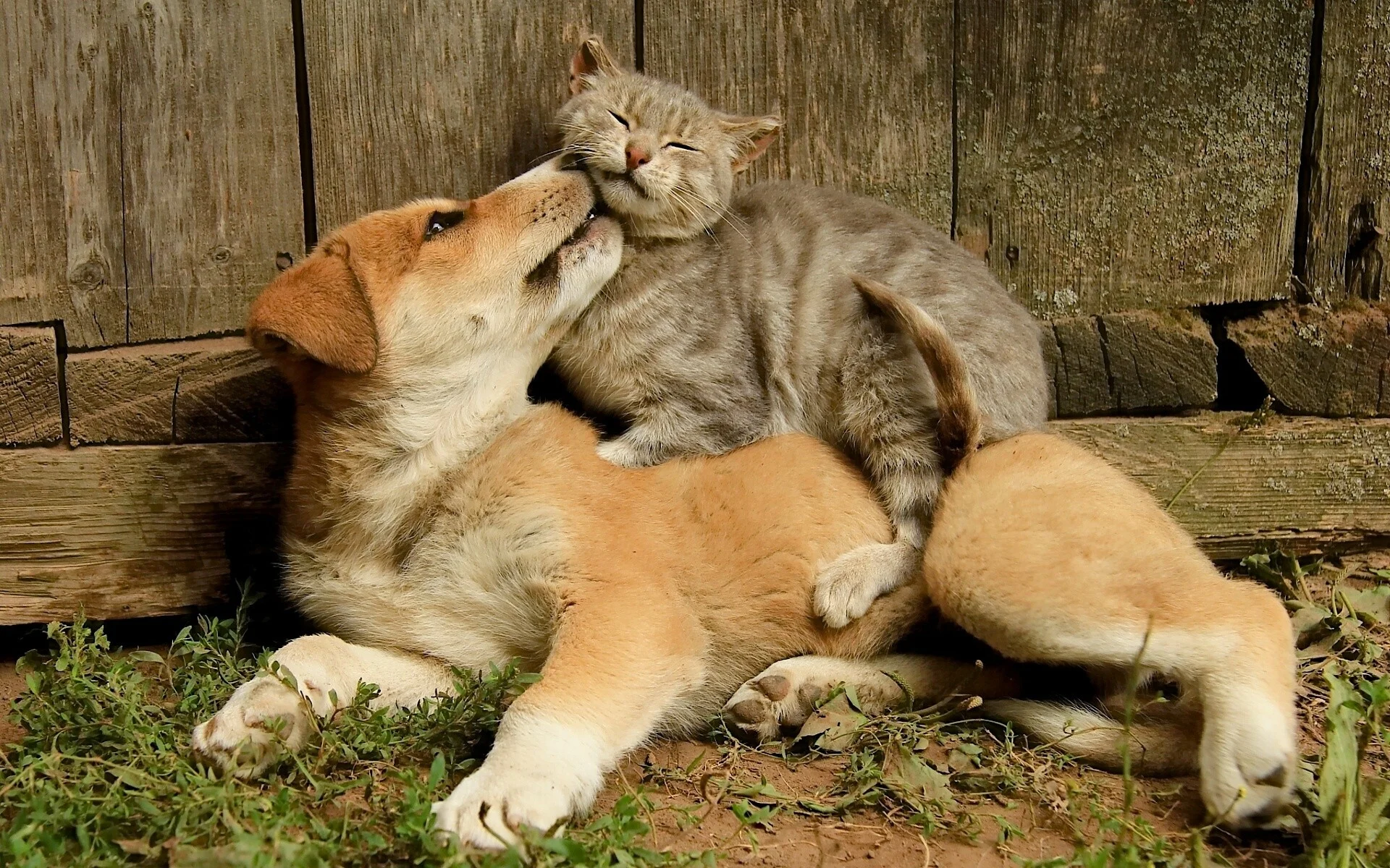 Wallpaper cat, dog, kitten, puppy, love, kiss desktop wallpaper