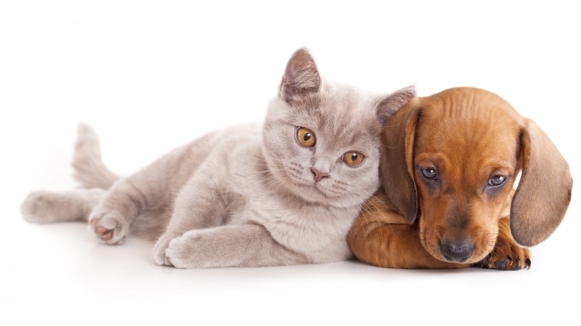 Best Cute cat dog free stock photos download