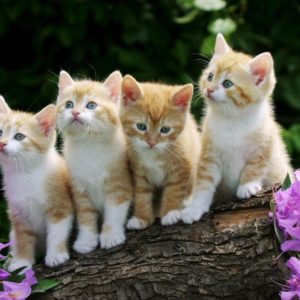 Cats Dogs Wallpaper Desktop
