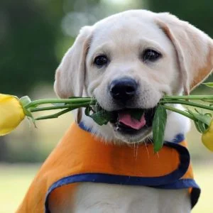 Cats Dogs Wallpaper Desktop