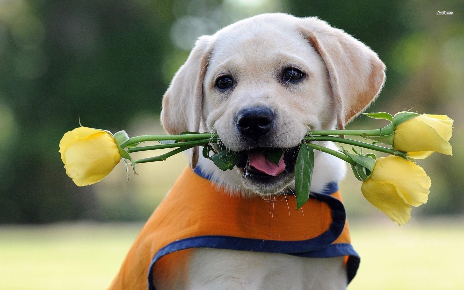 Labrador puppy with yellow roses Animal HD desktop wallpaper, Rose wallpaper,  Dog wallpaper, Puppy wallpaper, Labrador wallpaper – Animals no.