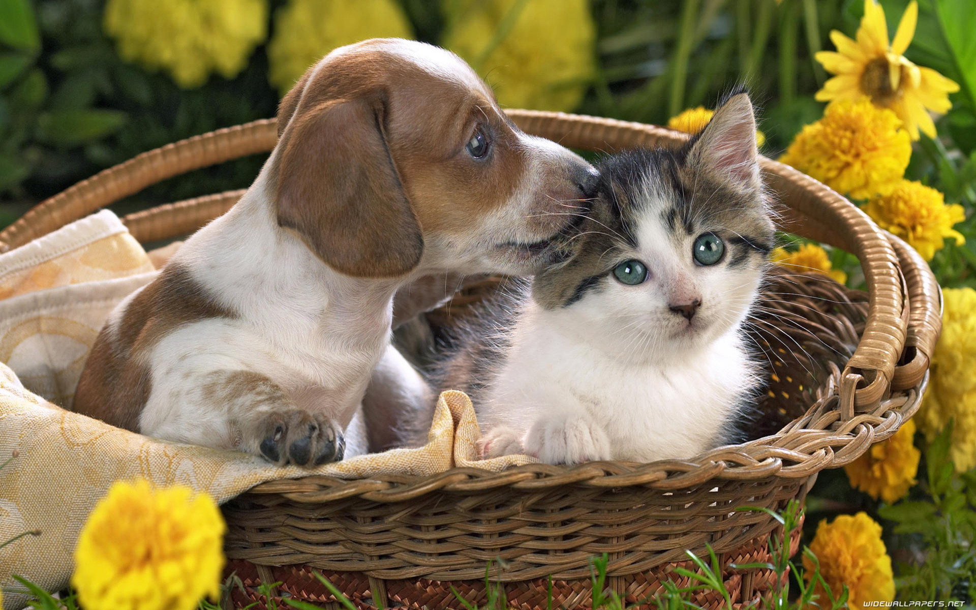 Download Wallpaper 1920x1080 dog cat funny couple Full HD 1080p HD  Background