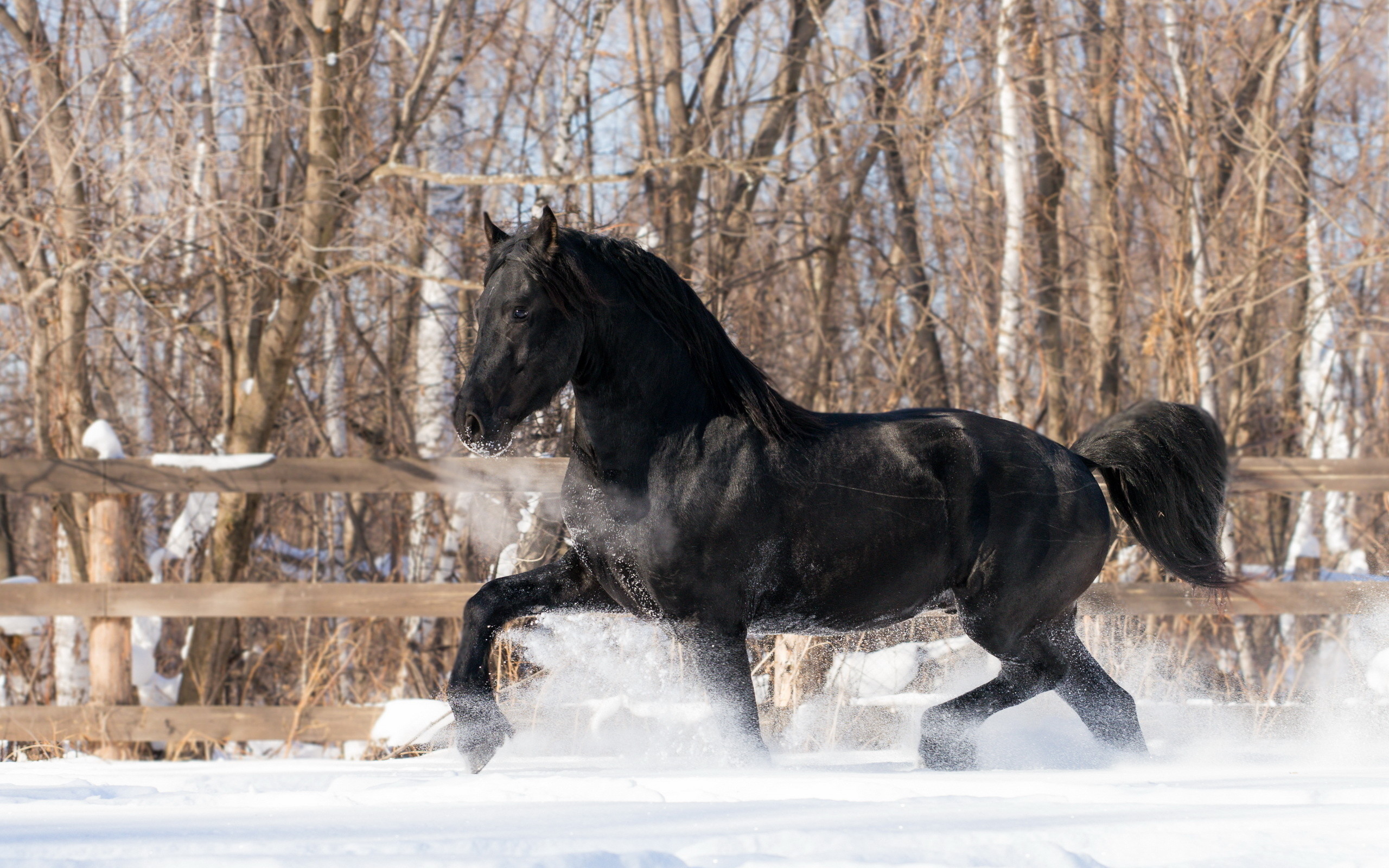 Winter snow horse wallpaper 219417 WallpaperUP