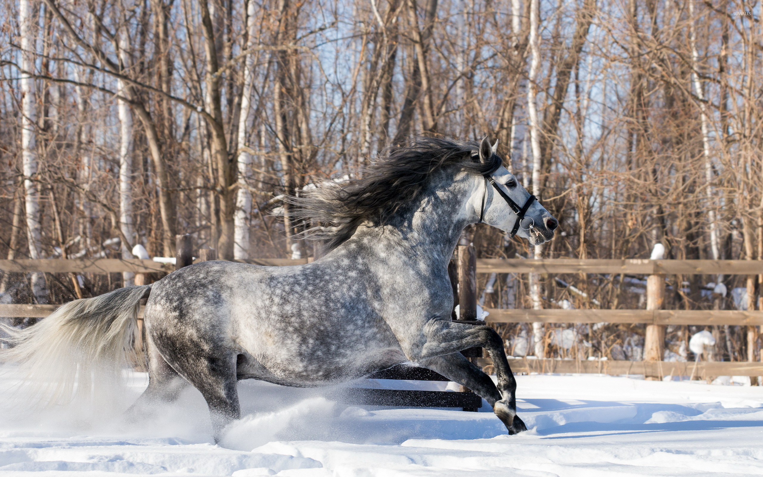 Gray horse running in the snow wallpaper jpg