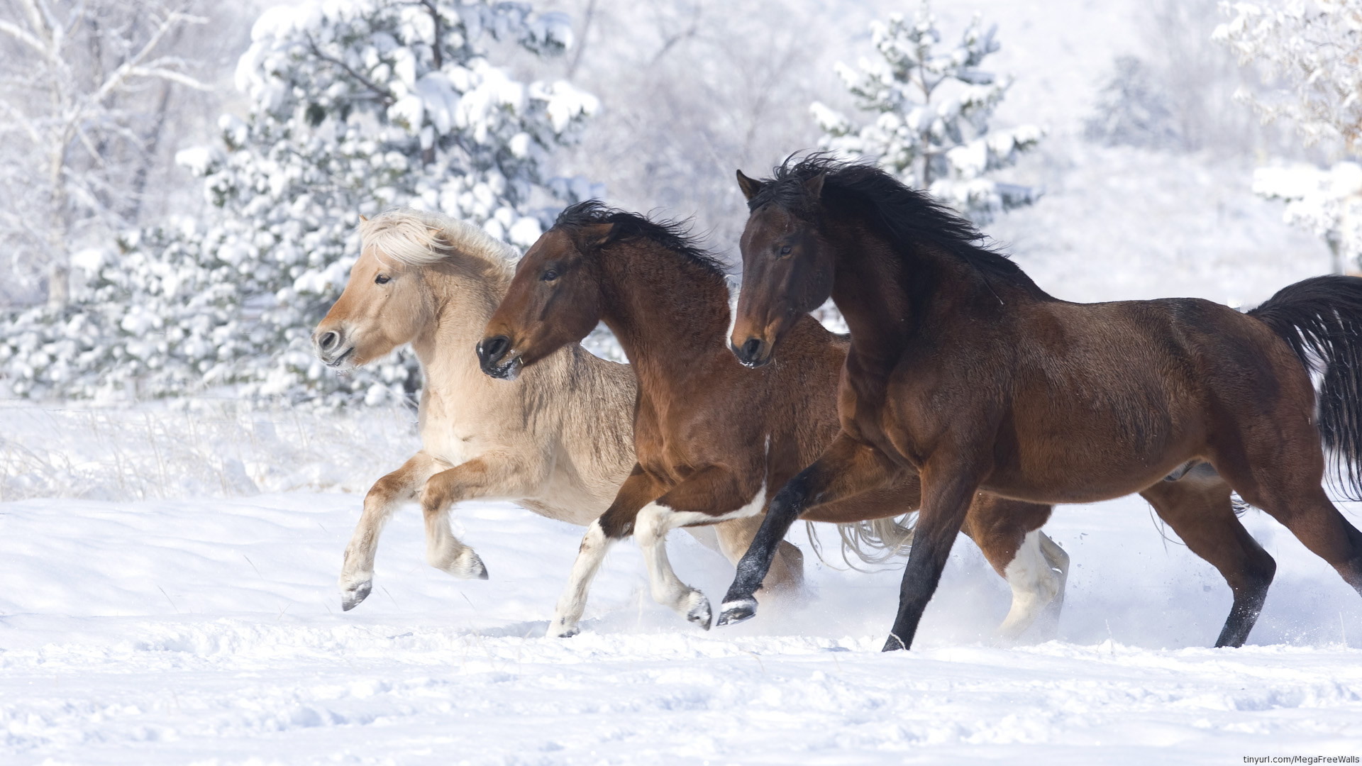 Animal – Horse Animal Snow Running Wallpaper