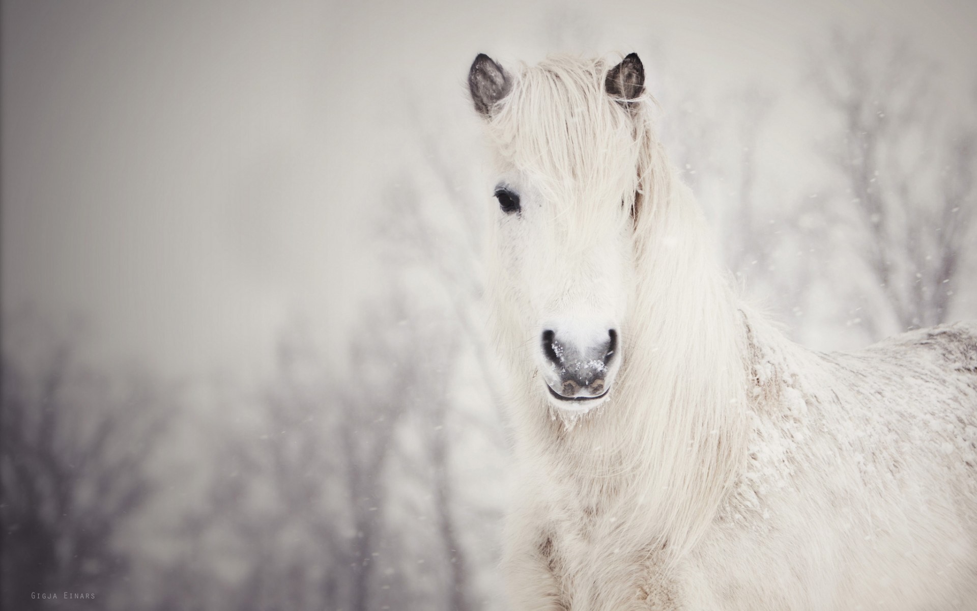 Winter Snow Horse