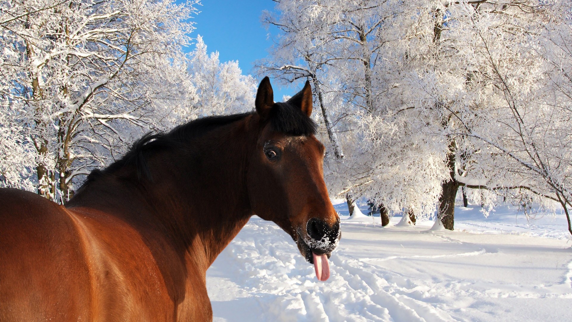 Sled horse, face, snow
