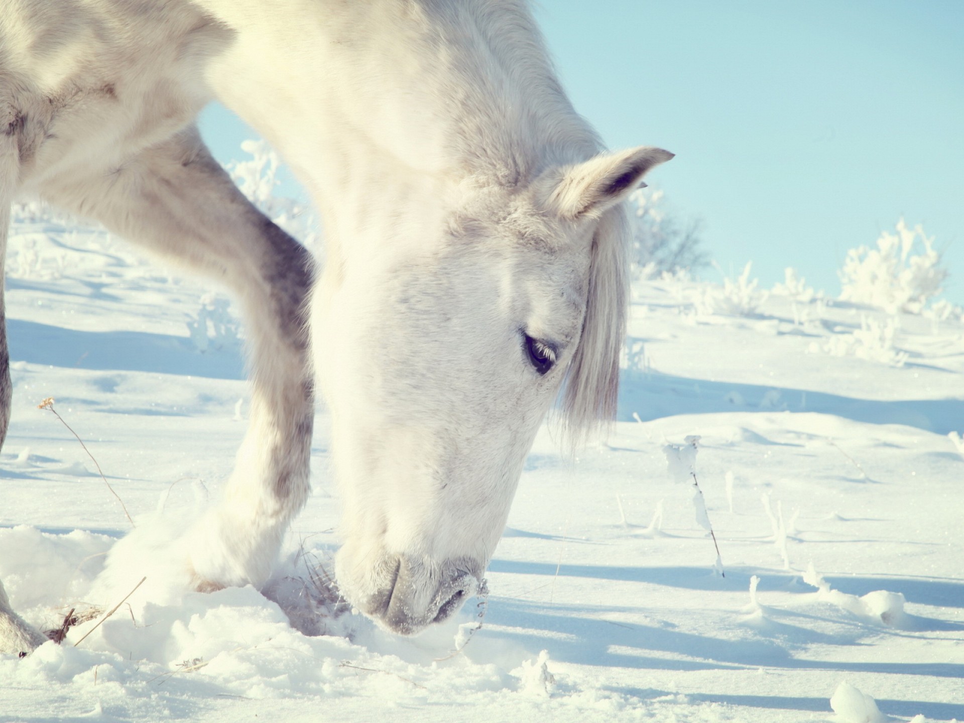 White Horse On The Snow Wallpaper