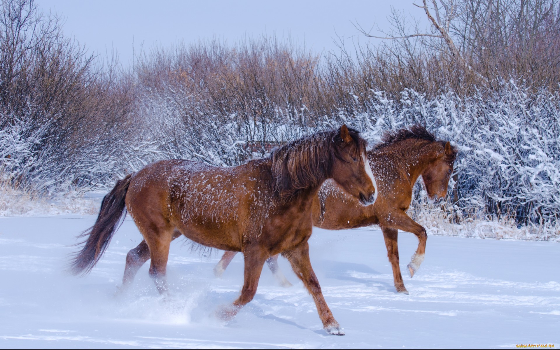 Horse Play In Snow