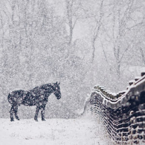 Horses in the Snow
