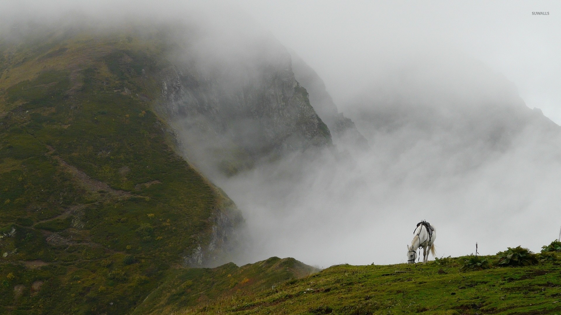 White horse on a foggy mountain wallpaper jpg