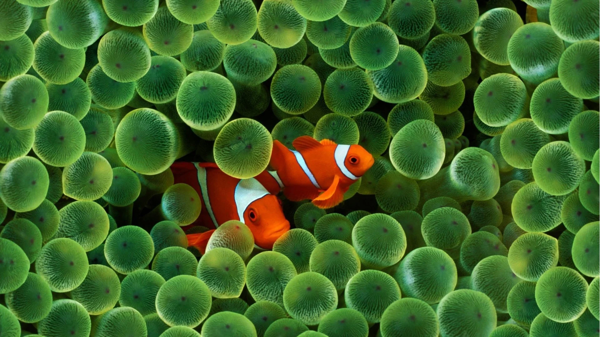 Fish HD Wallpapers Backgrounds Wallpaper