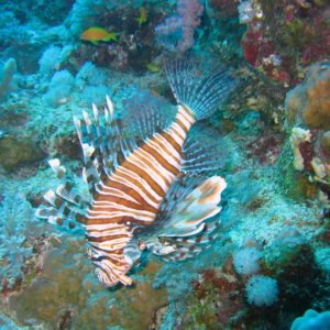 Fish Wallpaper and Screensavers