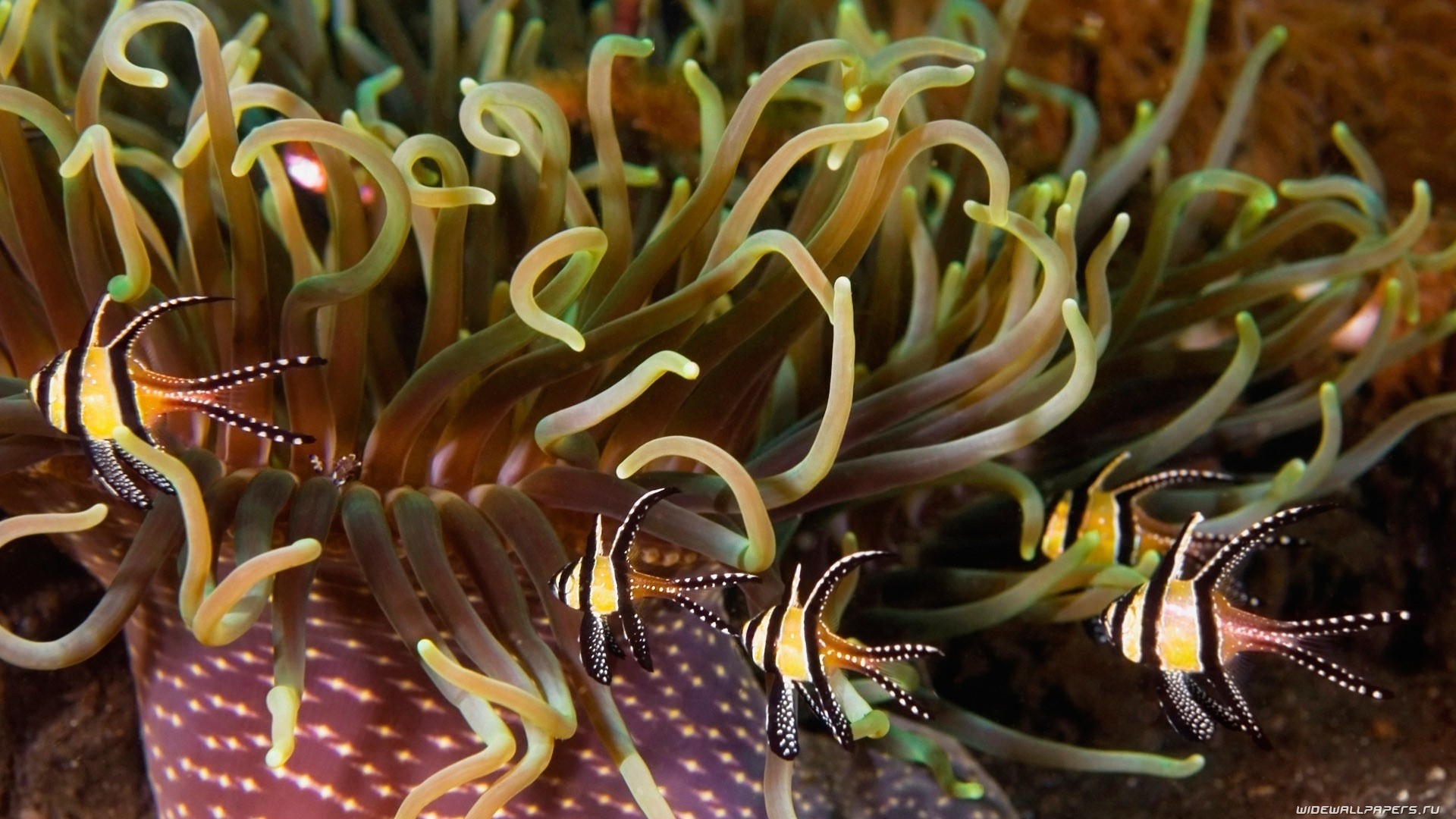 Fishes – Tropical Fishes Sea Ocean Color Underwater Sealife Anemones Life  Animals Amazing Hd Aquarium Screensaver