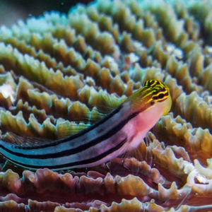 Fish Wallpaper and Screensavers