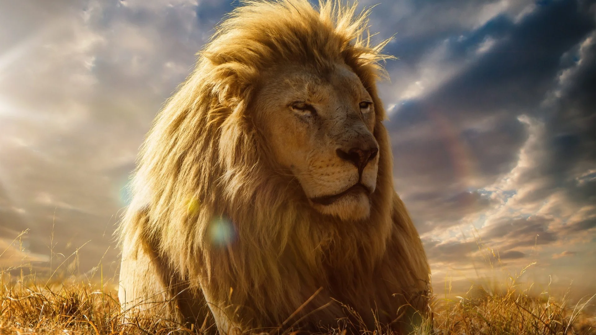 Big Lion Face HD Wallpaper