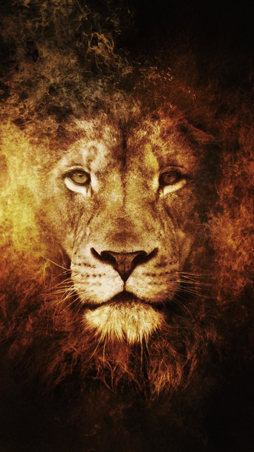 Lion Wallpaper Hd Animals Lion Iphone 6 Plus Wallpaper