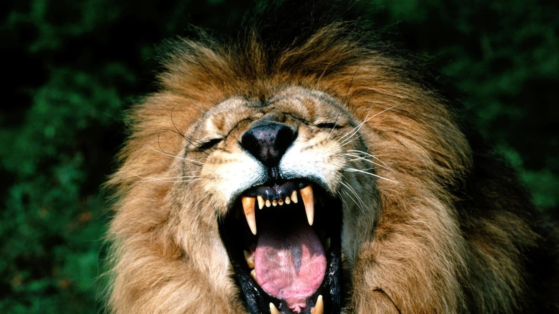 Wallpaper lion, face, teeth, anger, aggression, mane