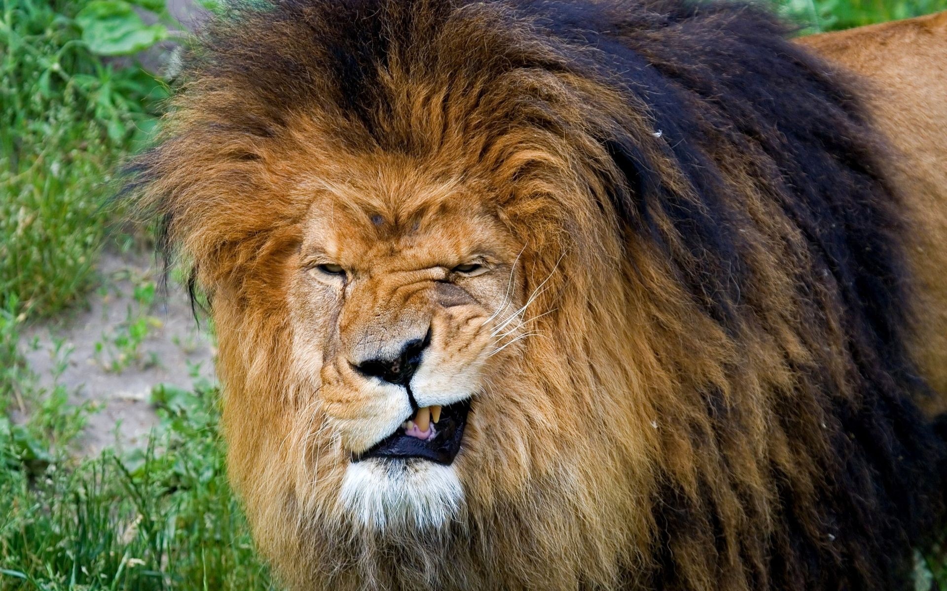 Wallpaper Lion, Teeth, Aggression, Face, Mane, Predator, King of beasts, Big cat
