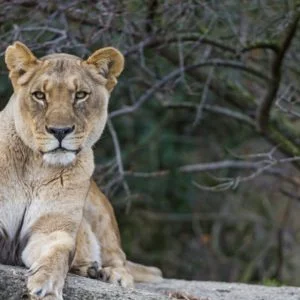 Lion Face