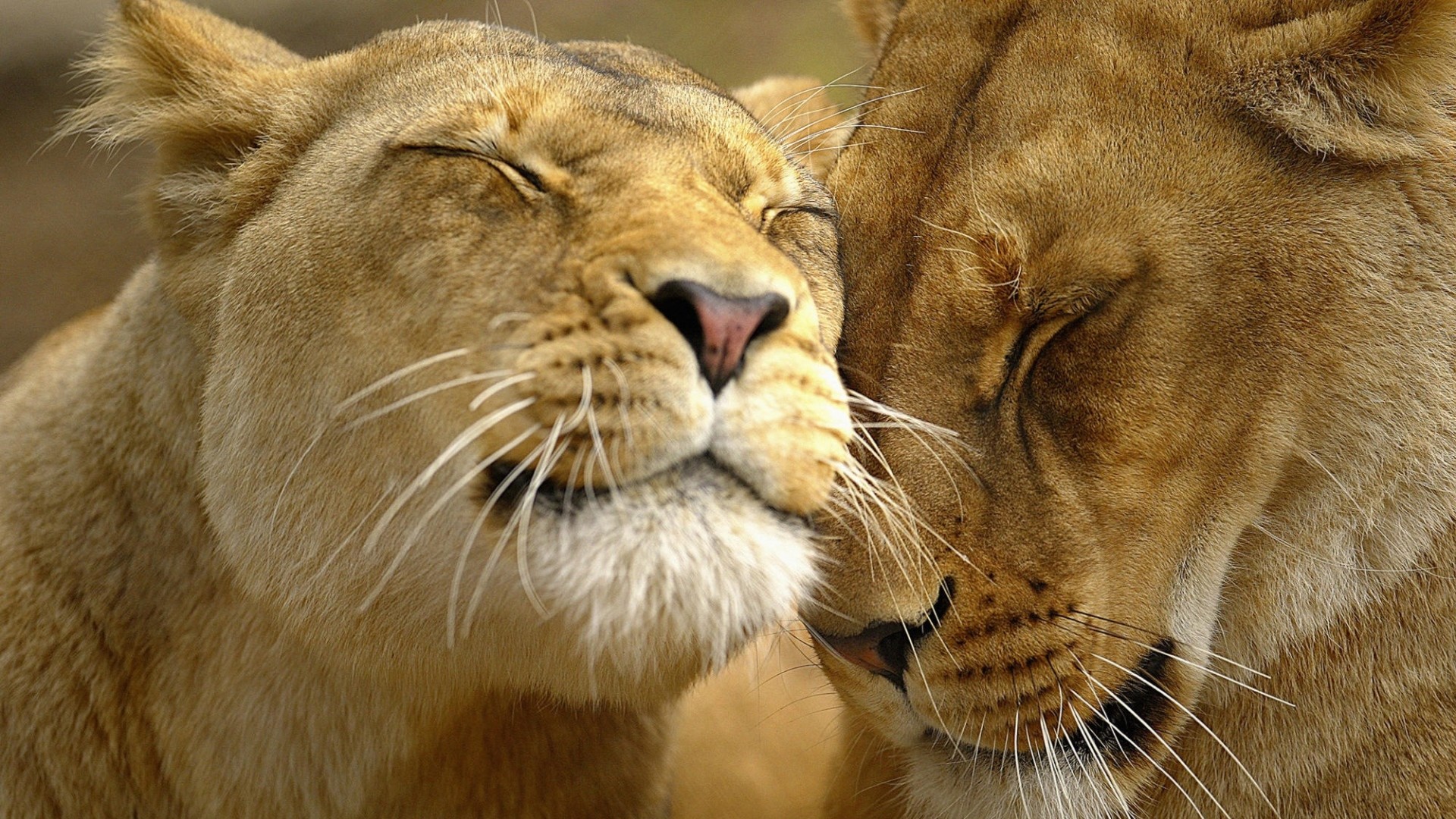 Wallpaper lion, couple, face, care, tenderness