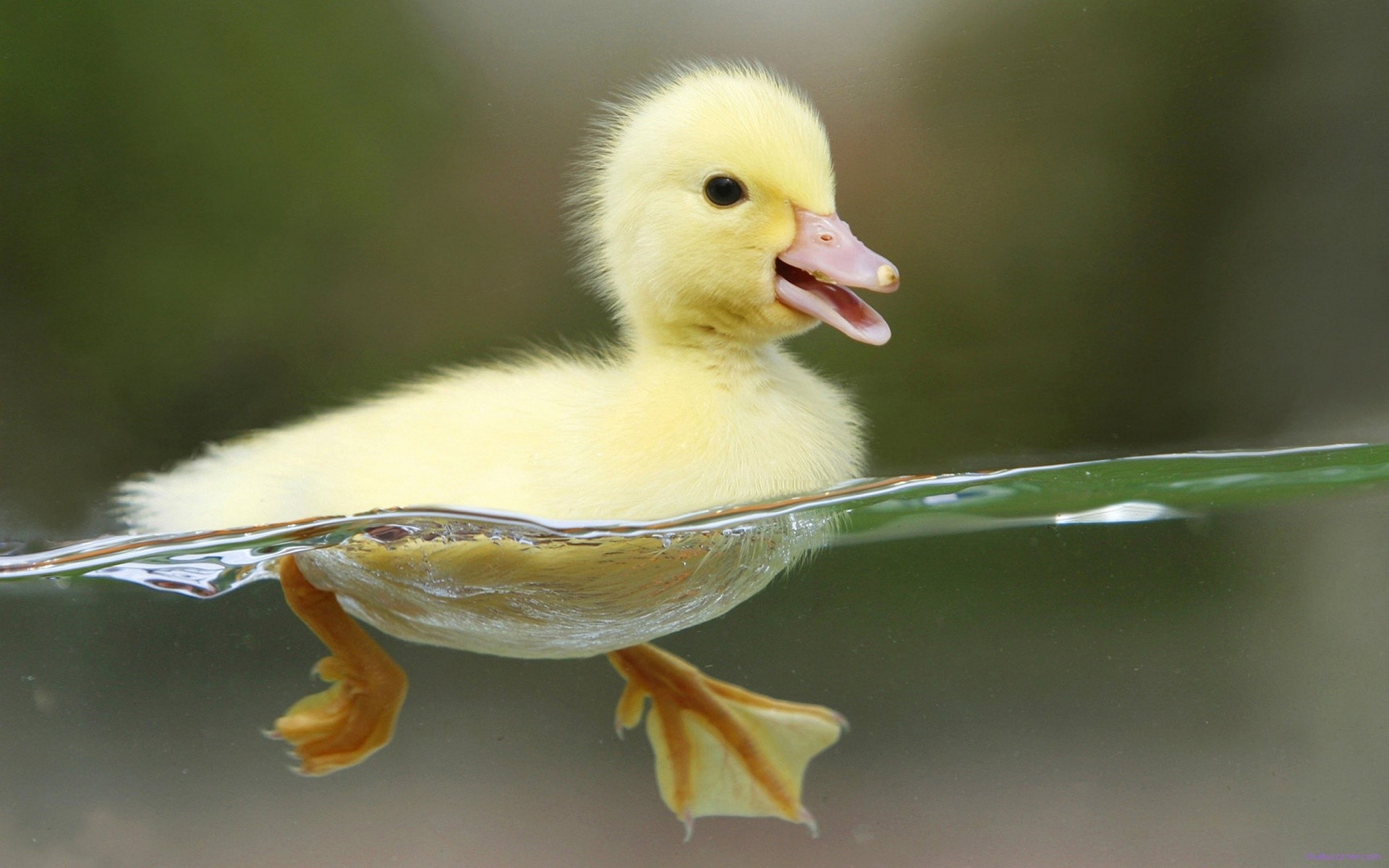 Swimming Baby Duck Wallpaper