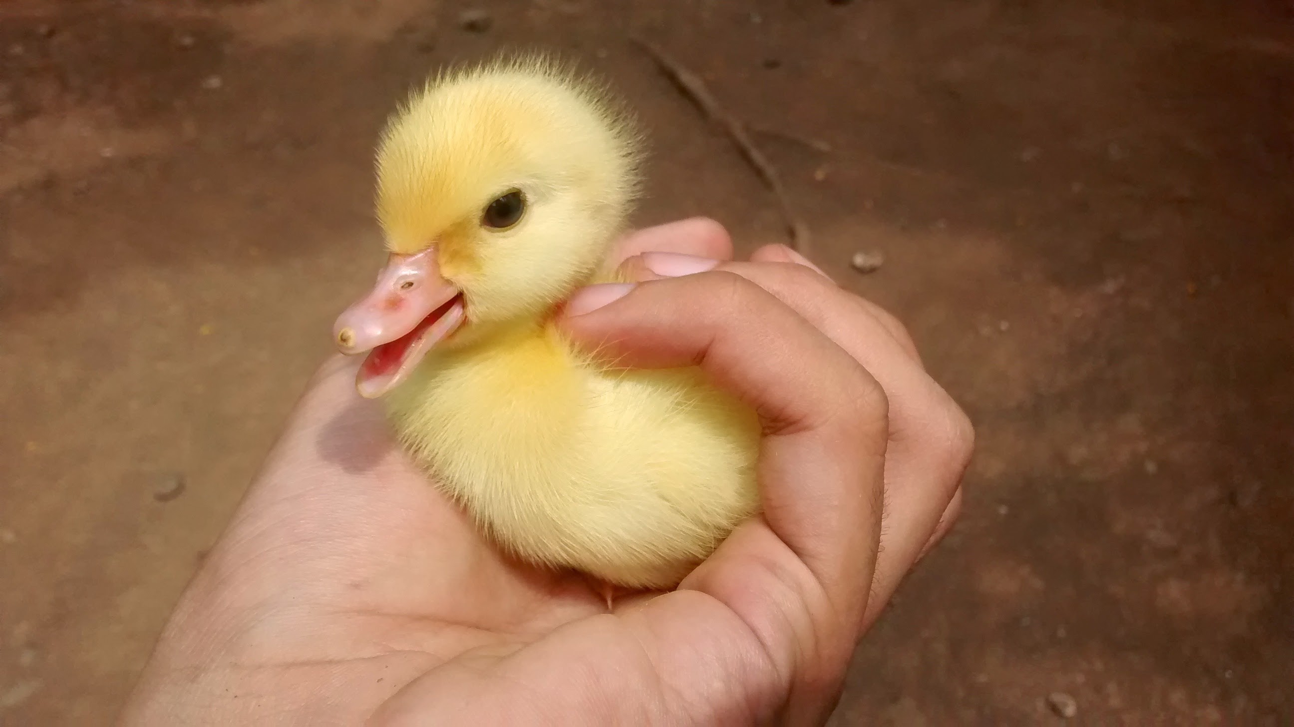 Baby duck wallpaper – photo