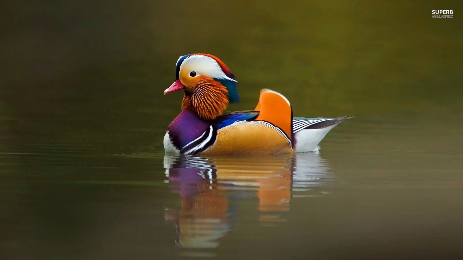 Mandarin duck 19848 1920×1080