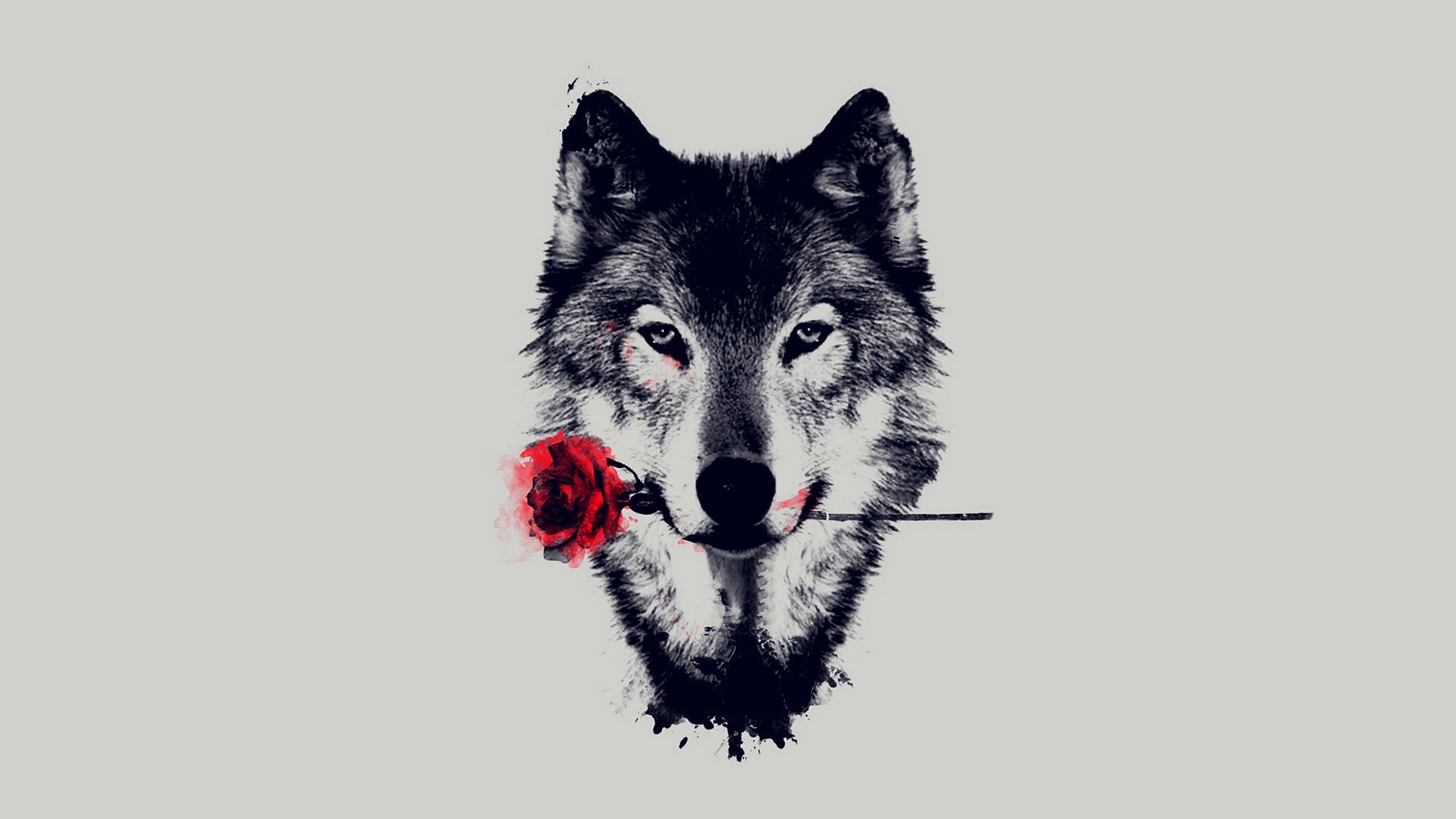 Wolf HD Wallpapers Backgrounds Wallpaper | HD Wallpapers | Pinterest | Wolf  wallpaper, Wallpaper and Wallpapers android